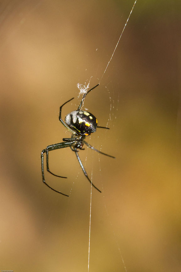 Marsh spider This is the biggest one I have ever seen, about 7mm including legs, normally they are teeny! Geotagged,Laucauge,Leucauge thomeensis,Red-spotted marsh spider,South Africa,Spring,arachnids,south africa,spiders