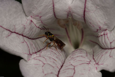 What lies within Carpeter bee feeding from the nectar of a Forest bell Bush (Mackaya bella) Allodapula variegata,Geotagged,South Africa,Spring,bees,hymenoptera,insects,mackaya bella