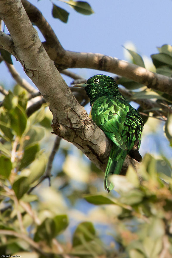 African emerald cuckoo I have been hearing this lovely call over the past few days but never found the source. This evening I finally saw it and it blew me away, what a colour! Its a shame I could not get a photo of the front which is bright yellow. Lets hope it returns again for more photos. This is a summer migrant to these parts of South Africa. African emerald cuckoo,Chrysococcyx cupreus,Geotagged,South Africa,Spring,birds,cuckoos,south africa