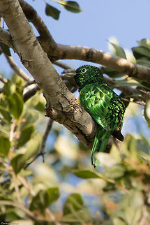 African emerald cuckoo I have been hearing this lovely call over the past few days but never found the source. This evening I finally saw it and it blew me away, what a colour! Its a shame I could not get a photo of the front which is bright yellow. Lets hope it returns again for more photos. This is a summer migrant to these parts of South Africa. African emerald cuckoo,Chrysococcyx cupreus,Geotagged,South Africa,Spring,birds,cuckoos,south africa