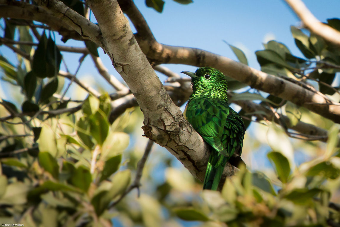 African emerald cuckoo Another one of this beautiful cuckoo African emerald cuckoo,Chrysococcyx cupreus,Geotagged,South Africa,Spring,birds,cuckoos,southafrica