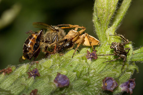 Supper time! The little Grass Lynx spider has caught herself a whopping honey bee. Please note the male to the right...doing absolutely nothing to help! Geotagged,Grass lynx spiders,Oxyopes flavipalpis,South Africa,Spring,Western honey bee(Apis mellifera),arachnids,lynx spiders,oxyopes,south africa,spiders