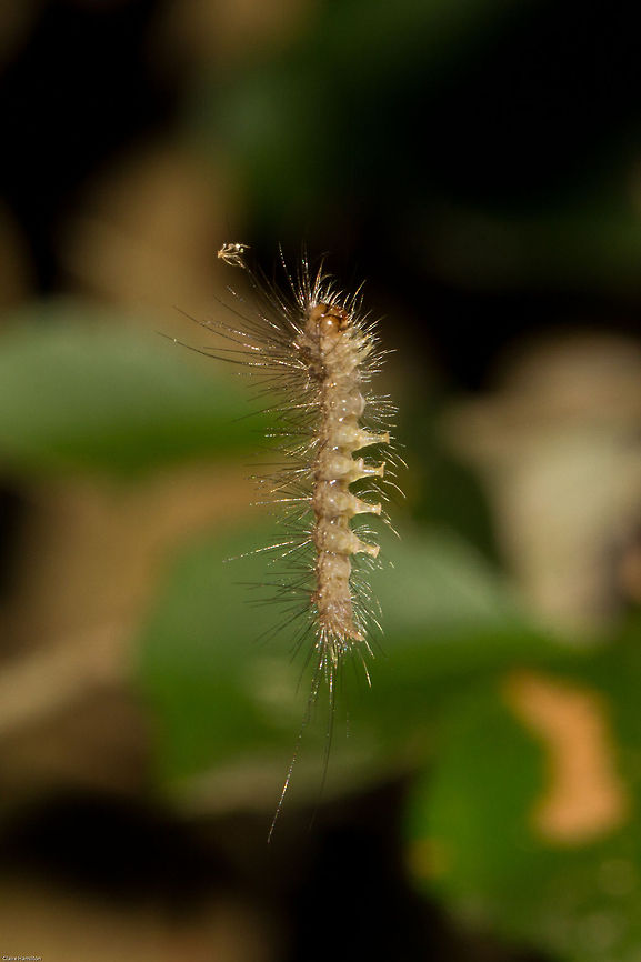 Just hangin' around..being cool 15mm caterpillar hanging by a thread of silk, waving around in the wind. We get quite a few of these, but this is the first time I have seen a hairy one. No idea what it is yet Geotagged,South Africa,Spring,butterflies,caterpillars,lepidoptera,south africa