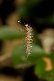Just hangin' around..being cool 15mm caterpillar hanging by a thread of silk, waving around in the wind. We get quite a few of these, but this is the first time I have seen a hairy one. No idea what it is yet Geotagged,South Africa,Spring,butterflies,caterpillars,lepidoptera,south africa