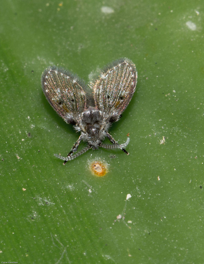 Moth (or Drain) fly  These flies occur in large numbers at sewerage plants where they assist in breaking down fungal mats that clog the filtration systems. This one was in my garden...which is not a sewage plant! Clogmia albipunctata,Geotagged,South Africa,Spring,diptera,flies,south africa