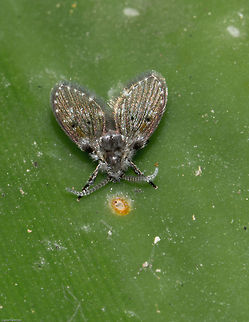 Moth (or Drain) fly  These flies occur in large numbers at sewerage plants where they assist in breaking down fungal mats that clog the filtration systems. This one was in my garden...which is not a sewage plant! Clogmia albipunctata,Geotagged,South Africa,Spring,diptera,flies,south africa