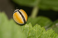 Rear view of the black-ringed ladybird Just as it was about to fly away Black-ringed ladybird,Coccinellidae,Coccinellinae,Geotagged,Oenopia,Oenopia cinctella,South Africa,Spring,insects,ladybirds,south africa
