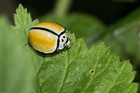 Black-ringed ladybird The only spots this ladybird has are on its head. This little on surprised me in the garden the other day, luckily I managed to get a couple of shots. Black-ringed ladybird,Coccinellidae,Coccinellinae,Geotagged,Oenopia,Oenopia cinctella,South Africa,Spring,insects,ladybirds,south africa