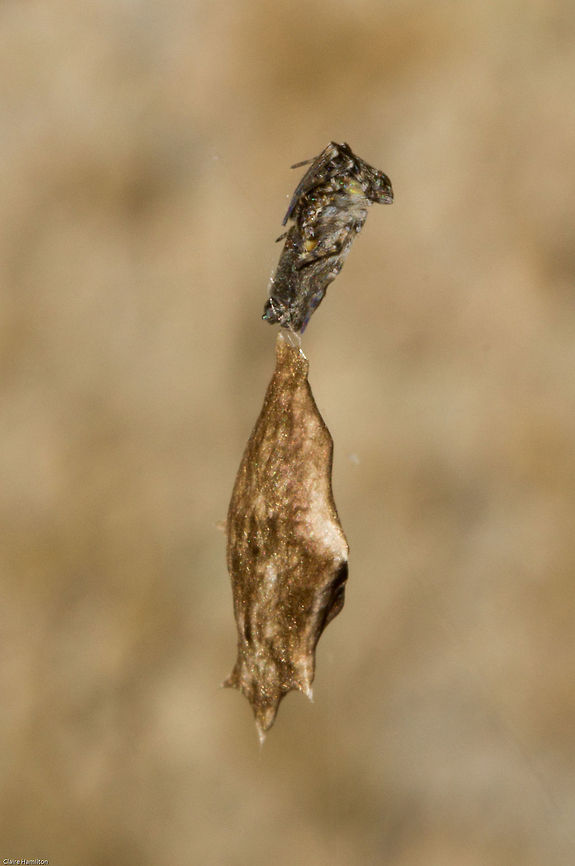 Unknown spider with egg sac At the moment this spider is under scrutiny as it cannot be identified. Initially the spider was believed to be a Hairy Field Spider, which generally create orb webs. But then she went and produced this egg sac which is typical of a Feather-legged Spider which create hackled webs. This little one (5mm) has a totally haphazard web. There are actually two of these in the garden, both in similar pose and both with similar egg sacs. At this time Ansie Dippenaar, a spider expert is trying to assist with an ID. Arachnids,Geotagged,South Africa,Spring,soputh africa,spiders