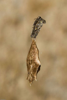 Unknown spider with egg sac At the moment this spider is under scrutiny as it cannot be identified. Initially the spider was believed to be a Hairy Field Spider, which generally create orb webs. But then she went and produced this egg sac which is typical of a Feather-legged Spider which create hackled webs. This little one (5mm) has a totally haphazard web. There are actually two of these in the garden, both in similar pose and both with similar egg sacs. At this time Ansie Dippenaar, a spider expert is trying to assist with an ID. Arachnids,Geotagged,South Africa,Spring,soputh africa,spiders