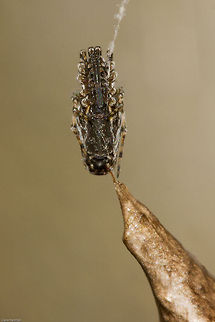 Underside view of unidentified spider  Arachnids,Geotagged,South Africa,Spring,south africa,spiders