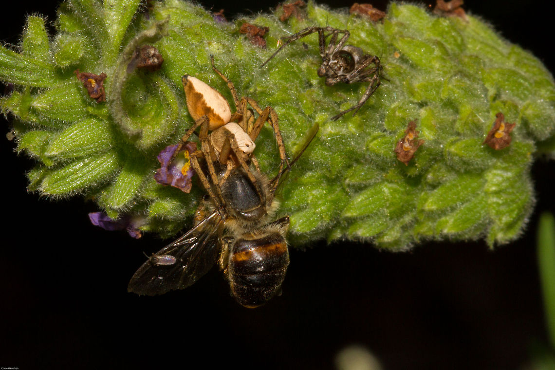 Mighty strength Another of the spider eating the bee, this one shows just how strong those jaws are, clinging on to its prey, stopping it from falling. Geotagged,Oxyopes flavipalpis,Oxyopidae,South Africa,Spring,arachnids,grass lynx spiders,lynx spiders,south africa,spiders