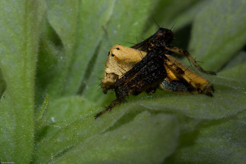 Grass lynx spider Another colour variation. Normally they have cream legs but as you can see, this ones are black but it is still believed to be the same species by experts. Geotagged,Oxyopes,Oxyopes flavipalpis,Oxyopidae,South Africa,Spring,arachnids,grass lynx spiders,lynx spiders,south africa,spiders