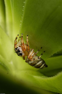 Jumping spider Salticidae but no species just yet Geotagged,South Africa,Spring,Thyene natalii,arachnids,jumping spiders,salticidae,south africa,spiders