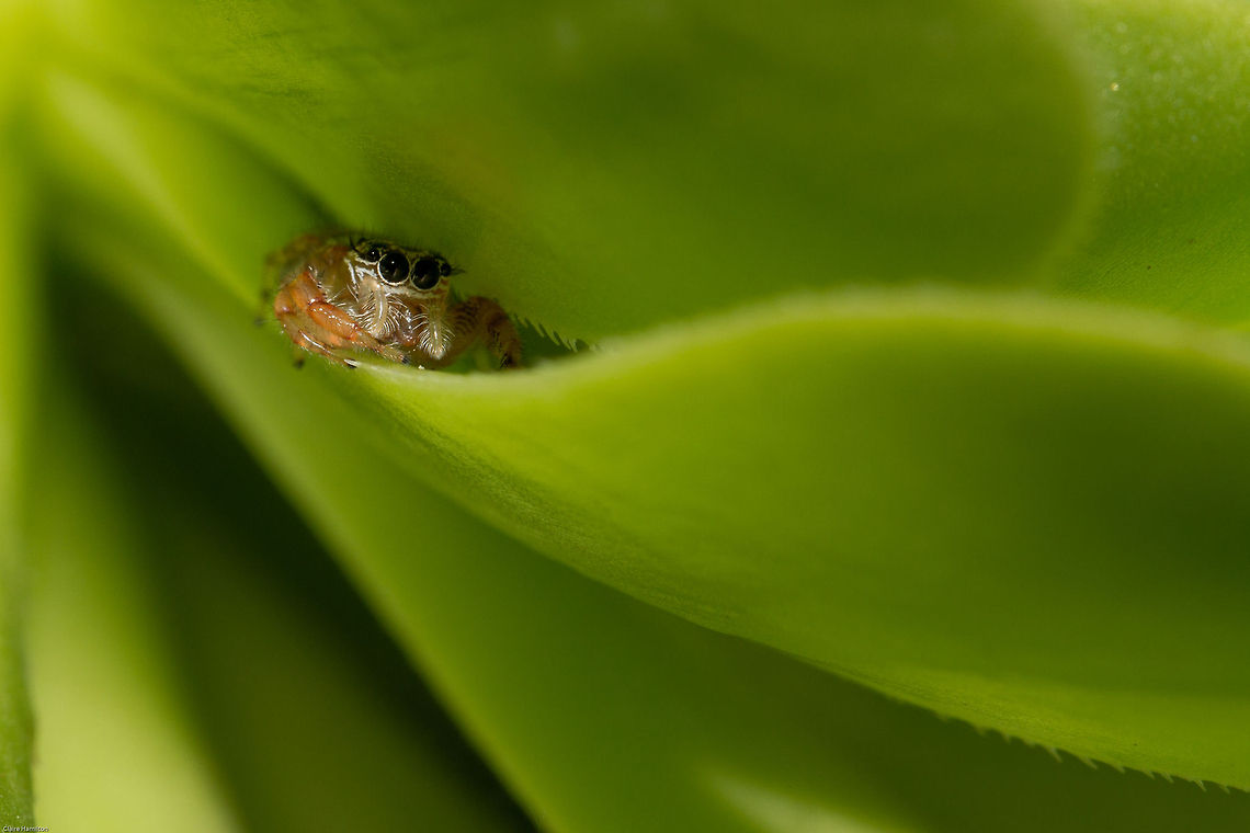 Jumping spider - hiding! Salticidae, no species yet Geotagged,Salticidae,South Africa,Spring,Thyene natalii,arachnids,jumping spiders,south africa,spiders