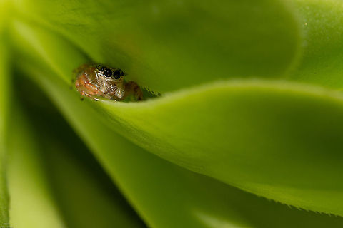 Jumping spider - hiding! Salticidae, no species yet Geotagged,Salticidae,South Africa,Spring,Thyene natalii,arachnids,jumping spiders,south africa,spiders