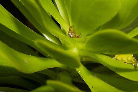 Jumping spider Hopefully this will give you an idea of just how small these little spiders are. This succulent head is about 12 cm across Geotagged,Salticidae,South Africa,Spring,Thyene natalii,arachnids,jumping spiders,south africa,spiders