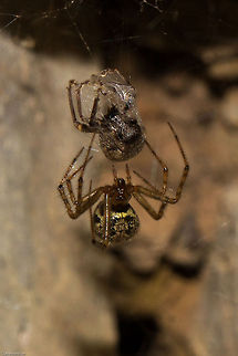 False house button spider So called because they resemble Button spiders, but the false buttons  are relatively harmless.
Genus Theridion Geotagged,South Africa,Spring,Theridion,arachnids,button spiders,false house button spiders,south africa,spiders
