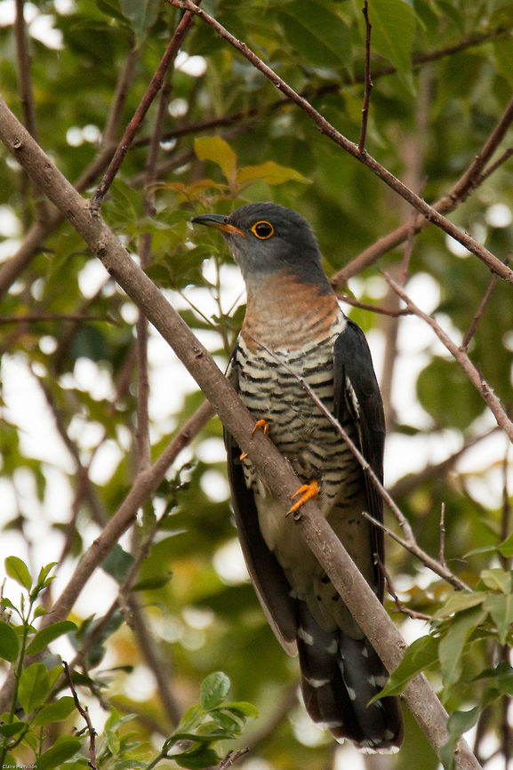 Red-chested cuckoo Although this bird is a regular summer visitor and seems to be around constantly, it is extremely hard to photograph as it flits so quickly from tree to tree and generally high up. This is the best I have managed this year. Cuculus solitarius,Geotagged,Red-chested Cuckoo,South Africa,Spring,birds,cuckoos,migrants,south africa