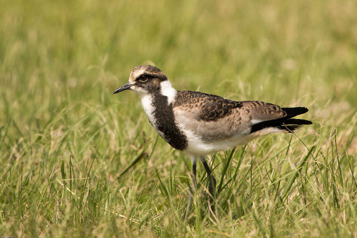 Blacksmith lapwing, juvenile Its a shame I was not around when this little one hatched, but at least I got to see it before it got its full colours Blacksmith Lapwing,Geotagged,South Africa,Spring,Vanellus armatus,birds,lapwings