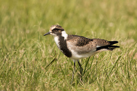Blacksmith lapwing, juvenile Its a shame I was not around when this little one hatched, but at least I got to see it before it got its full colours Blacksmith Lapwing,Geotagged,South Africa,Spring,Vanellus armatus,birds,lapwings