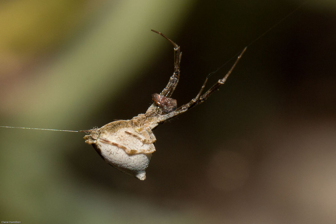 Uloborus sp. A myriad of new spiders in my garden. This one is the weirdest thing. Possibly pregnant and eating something yucky!<br />
Can't be sure of an exact species at this time Geotagged,South Africa,Spring,arachnids,spiders,uloborus