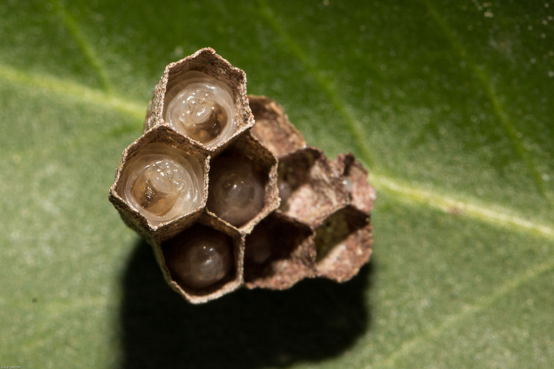 Paper wasp (Ropalidae sp.) This is not the nest that I have been watching, that one now has 8 cells, all with eggs but none have hatched. This one I found by chance yesterday. If you look closely you can see their little faces! Geotagged,South Africa,Spring,insects,larvae,paper wasps,south africa,wasps