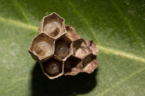 Paper wasp (Ropalidae sp.) This is not the nest that I have been watching, that one now has 8 cells, all with eggs but none have hatched. This one I found by chance yesterday. If you look closely you can see their little faces! Geotagged,South Africa,Spring,insects,larvae,paper wasps,south africa,wasps