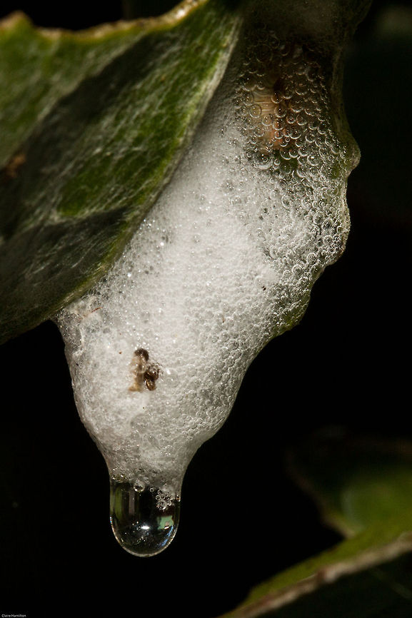 Cuckoo spit I don't know the species of insect that deposited this, I just thought it was rather beautiful!<br />
The 'spit' is produced by the nymphs of Froghoppers (Cercopoidea) which are known as 'Spittlebugs'. The nymph blows bubbles around itself which serves to protect it against predators and maintain moisture whilst it feeds off the plant. <br />
Adult froghoppers jump from plant to plant; some species can jump up to 70 cm vertically: a more impressive performance relative to body weight than fleas. The froghopper can accelerate at 4,000 m/s2 over 2mm as it jumps (experiencing over 400 gs of acceleration). Spittlebugs can jump 100 times their length. Geotagged,South Africa,Spring,cuckoo spit,froghoppers,insects,nymphs,spittlebugs