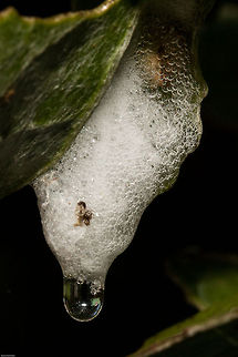 Cuckoo spit I don't know the species of insect that deposited this, I just thought it was rather beautiful!
The 'spit' is produced by the nymphs of Froghoppers (Cercopoidea) which are known as 'Spittlebugs'. The nymph blows bubbles around itself which serves to protect it against predators and maintain moisture whilst it feeds off the plant. 
Adult froghoppers jump from plant to plant; some species can jump up to 70 cm vertically: a more impressive performance relative to body weight than fleas. The froghopper can accelerate at 4,000 m/s2 over 2mm as it jumps (experiencing over 400 gs of acceleration). Spittlebugs can jump 100 times their length. Geotagged,South Africa,Spring,cuckoo spit,froghoppers,insects,nymphs,spittlebugs