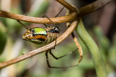 Just hanging in there Silver marsh spider (the largest I have ever seen), takes refuge from the wind and the crazy woman with a camera. Geotagged,Lavenderi's Marsh Spider,Leucauge lavenderi,South Africa,Spring,arachnids,leucauge,silver marsh spiders,south africa,spiders,vlei spiders