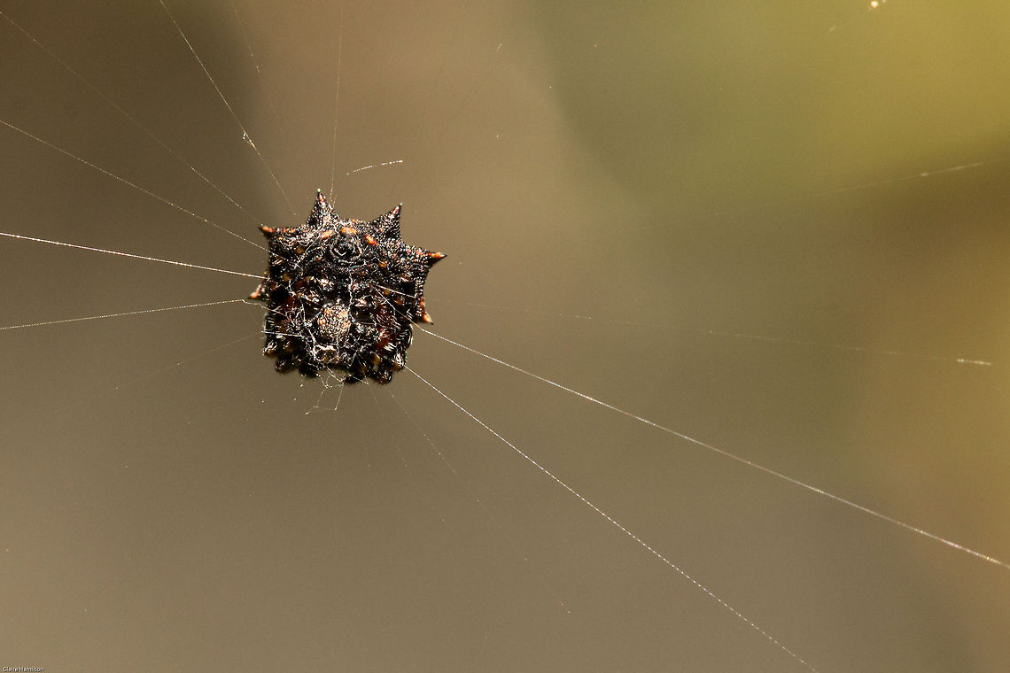 Box Kite spider (underside)  Black and White Kite spiders,Geotagged,Isoxya  cicatricosa,South Africa,Spring,arachnids,araneidae,box kite spiders,isoxya,kite spiders,south africa,spiders