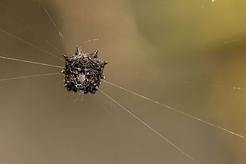 Box Kite spider (underside)  Black and White Kite spiders,Geotagged,Isoxya  cicatricosa,South Africa,Spring,arachnids,araneidae,box kite spiders,isoxya,kite spiders,south africa,spiders