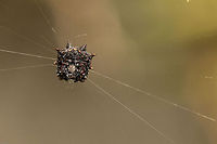 Box Kite spider (underside)  Black and White Kite spiders,Geotagged,Isoxya  cicatricosa,South Africa,Spring,arachnids,araneidae,box kite spiders,isoxya,kite spiders,south africa,spiders