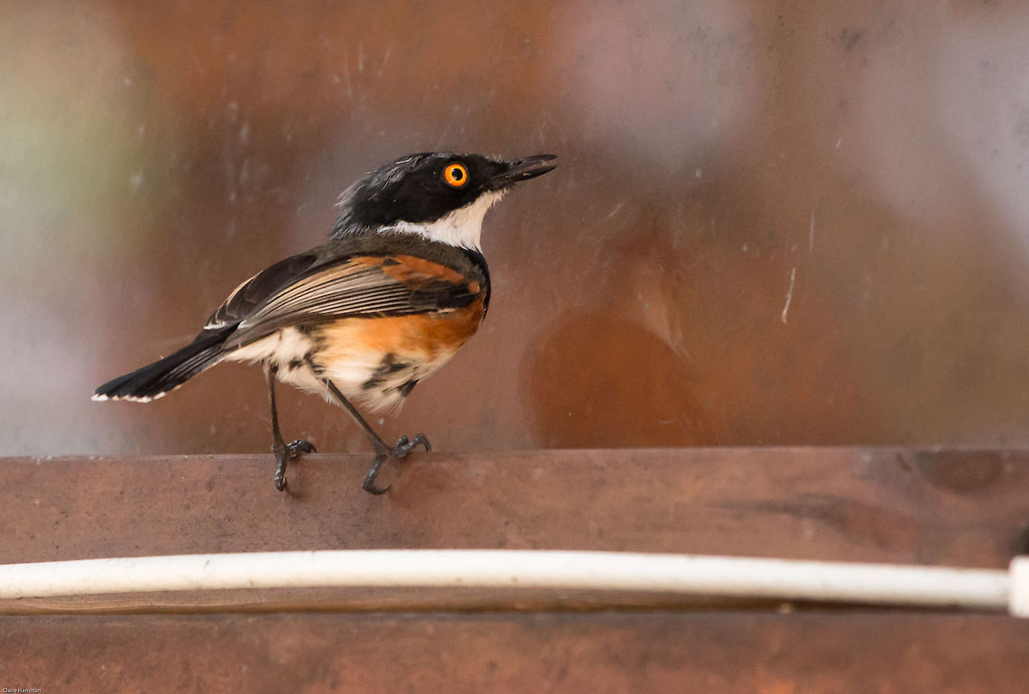 Cape batis This little fella has become obsessed with his reflection in our (very dirty) window, for the last few days he has constantly flown and tapped at the window, backwards and forwards, all day. Poor thing. If I cover the window...he finds another one! Geotagged,South Africa,Spring,batis,birds,cape batis,south africa
