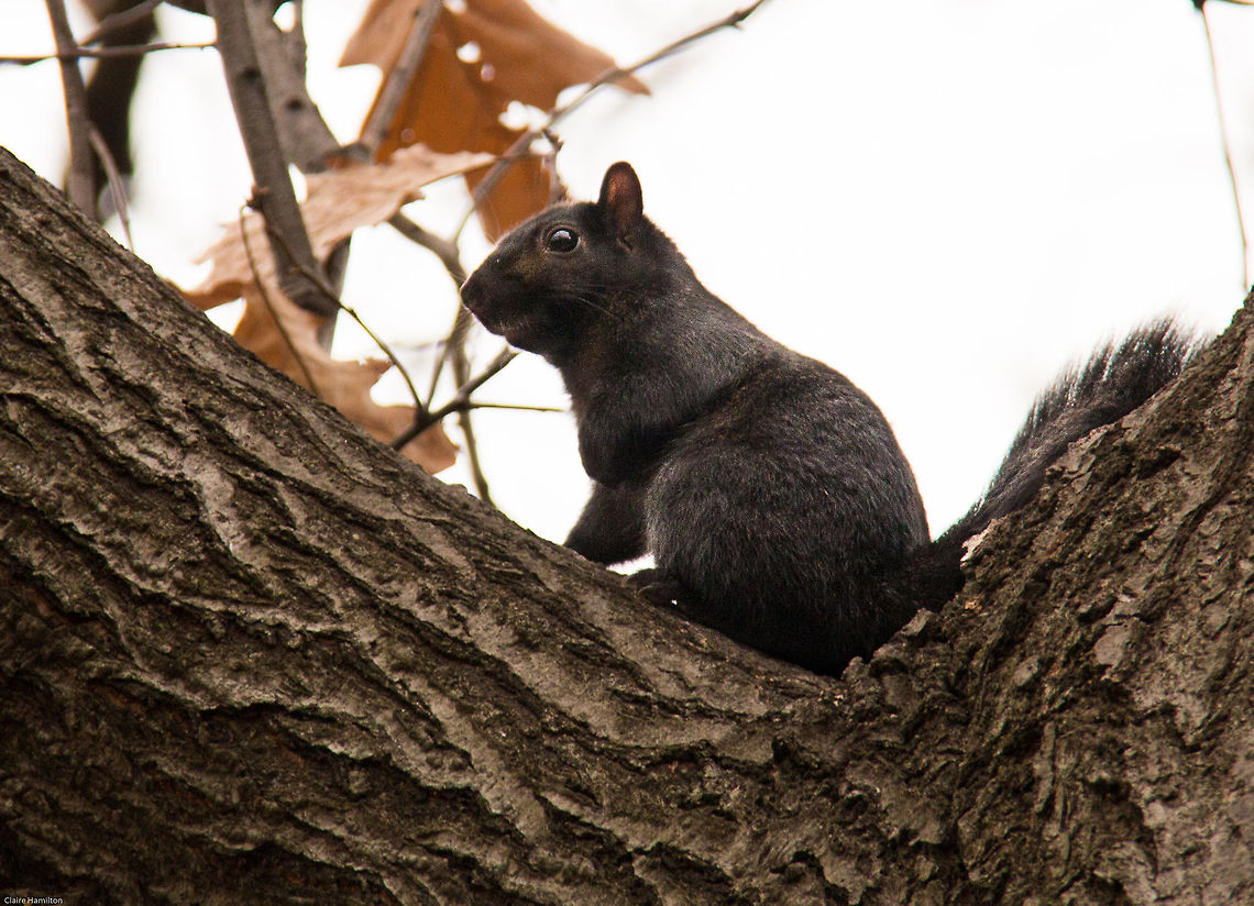 Black (melanistic) squirrel Found this little beauty in central Park, New York. Such a delight to see wildlife in the big city and more so as it is the first time I have ever seen a black squirrel. Thrilled. Geotagged,Grey squirrel,Sciurus carolinensis,United States,black,gray squirrel,melanistic,new york,sciurus,squirrel,usa