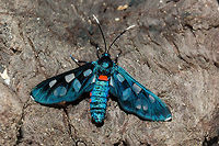Cool Maiden Yes, that is actually its name! A member of a group of day flying moths known as 'Handmaidens'. They are slow flying with large narrow fore-wings and reduced hind wings. The wings have clear spots and patches.<br />
As is often the case, I was looking for something else and came across this real gem. Amata kuhlweini,Arctiidae,Cool Maiden,Geotagged,Moth Week 2018,South Africa,Spring,ctenuchinae,day moths,handmaidens,lepidoptera,moths,south africa