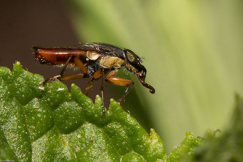 Huh???? I have absolutely no idea what this is other than a fly trying to mimic an elephant. I am trying to identify this...creature at the moment. Awesome isn't it! Geotagged,Insects,South Africa,Spring,Tabanus lineola,south africa