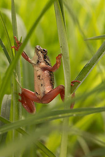 Painted reed frog  Geotagged,Hyperolius marmoratus,Marbled Reed Frog,Painted reed frog,South Africa,Spring,amphibians,frog,reed frogs,south africa