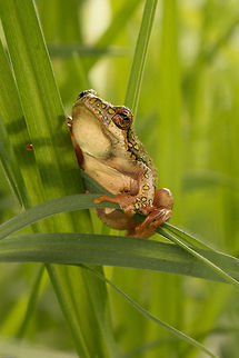 Painted reed frog  Amphibians,Geotagged,Marbled reed frog,Painted reed frog,South Africa,Spring,frog,reed frogs,south africa