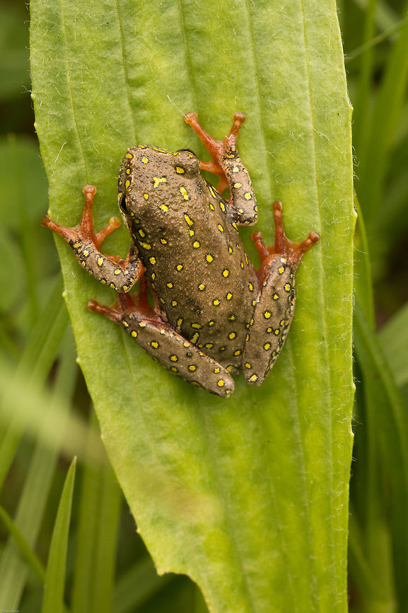 Painted reed frog  Amphibians,Geotagged,Marbled reed frog,Painted reed frog,South Africa,Spring,frog,south africa