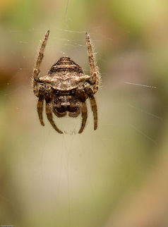 Bark spider (Caerostris sp.) Definitely a bark spider but I am unable to get it down to species level, I have not seen one this shape before Caerostris,Geotagged,South Africa,Spring,arachnids,bark spiders,south africa,spiders