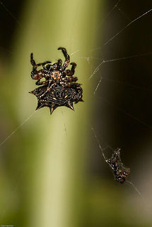 Box kite spider Not always easy seeing the top of these spiders as generally against a wall or something, however, with a wind blowing I did manage to see the tell-tale black and white markings. Black and White Kite spiders,Geotagged,Isoxya  cicatricosa,South Africa,Spiders,Spring,arachnids,box kite spiders,isoxya,kite spiders,south africa