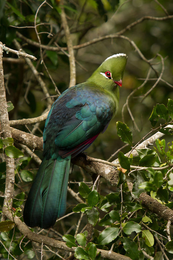 The enigmatic Knysna Lourie (Turaco)  Geotagged,Knysna Turaco,South Africa,Spring,Tauraco corythaix,birds,loeries,louries,south africa,turacos
