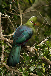 The enigmatic Knysna Lourie (Turaco)  Geotagged,Knysna Turaco,South Africa,Spring,Tauraco corythaix,birds,loeries,louries,south africa,turacos