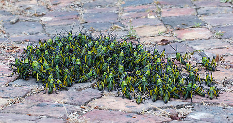 The Green Army! This large group of locust nymphs were heading up my driveway the other day. At first I thought it was a plant growing...until it started moving. They are now busy munching their way through the undergrowth and thankfully leaving my plants alone. Geotagged,Insects,Leprous grasshopper,Phymateus,Phymateus leprosus,Phymateus viridipes,South Africa,Spring,grasshoppers,locusts,orthoptera,south africa