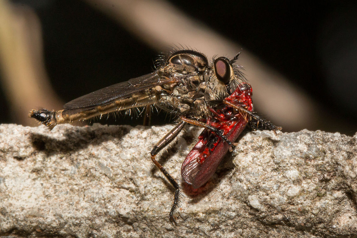 Robber fly with prey (Spittle bug perhaps)  Alcimus tristrigatus,Asilidae,Geotagged,South Africa,Spring,diptera,flies,insects,robber flies