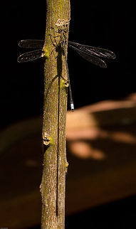 Mountain malachite with a big shadow!  Chlorolestes fasciatus,Geotagged,Odonata,South Africa,Spring,damselflies,insects,mountain malachite,mountain sylph,south africa