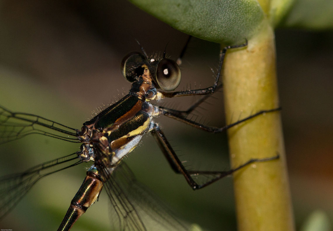 Close up detail of the Mountain Malachite  Chlorolestes fasciatus,Geotagged,Mountain Malachite,Mountain Sylph,Odonata,South Africa,Spring,damselflies,insects,south africa