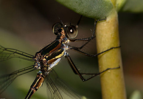 Close up detail of the Mountain Malachite  Chlorolestes fasciatus,Geotagged,Mountain Malachite,Mountain Sylph,Odonata,South Africa,Spring,damselflies,insects,south africa